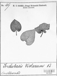 Image Associated With the Occurence